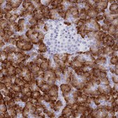 Anti-TMEM97 antibody produced in rabbit Prestige Antibodies® Powered by Atlas Antibodies, affinity isolated antibody, buffered aqueous glycerol solution