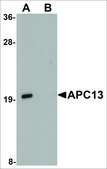 Anti-APC13 antibody produced in rabbit affinity isolated antibody, buffered aqueous solution