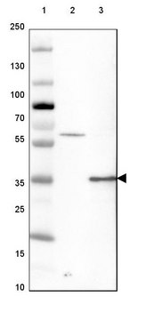 Anti-GATAD1 antibody produced in rabbit Prestige Antibodies&#174; Powered by Atlas Antibodies, affinity isolated antibody, buffered aqueous glycerol solution