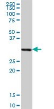 Anti-SFXN1 antibody produced in mouse purified immunoglobulin, buffered aqueous solution