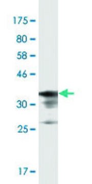 Monoclonal Anti-PRSS12 antibody produced in mouse clone 1C3, purified immunoglobulin, buffered aqueous solution