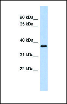 抗-MBP affinity isolated antibody