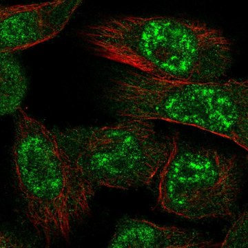 Anti-PRKAA1 antibody produced in rabbit Prestige Antibodies&#174; Powered by Atlas Antibodies, affinity isolated antibody