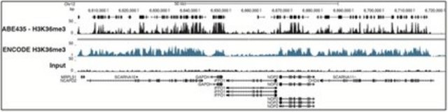 Anti-trimethyl-Histone H3 (Lys36) Antibody, Trial Size from rabbit, purified by affinity chromatography