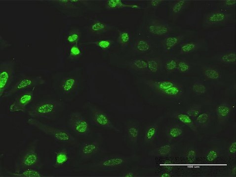 Monoclonal Anti-CITED1 antibody produced in mouse clone 2H6, purified immunoglobulin, buffered aqueous solution