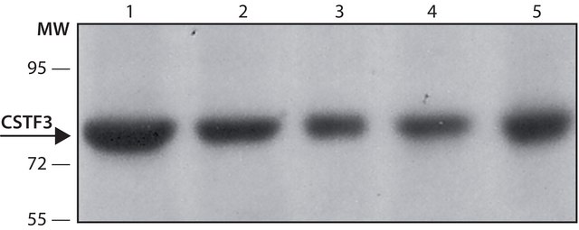 Anti-CSTF3 (N-terminal) antibody produced in rabbit IgG fraction of antiserum, buffered aqueous solution