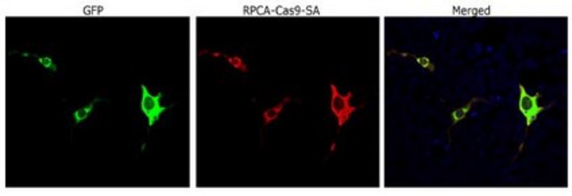 Anti-Cas9 (Rabbit Polyclonal) serum, from rabbit