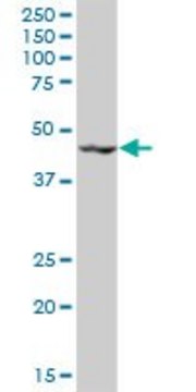 Anti-KRR1 antibody produced in mouse IgG fraction of antiserum, buffered aqueous solution