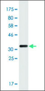 Monoclonal Anti-RASSF5 antibody produced in mouse clone 5C2, purified immunoglobulin, buffered aqueous solution