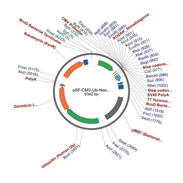 PSF-CMV-UB-NEO/G418 ASCI - G418 SELECTION PLASMID plasmid vector for molecular cloning