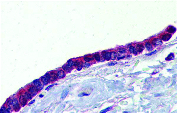 Anti-PLUNC antibody produced in rabbit affinity isolated antibody