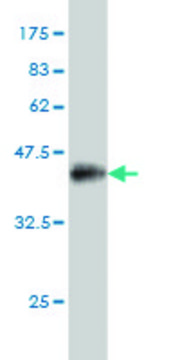 Monoclonal Anti-PRDM1 antibody produced in mouse clone 2B10, purified immunoglobulin, buffered aqueous solution