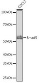 Anti- Smad5 antibody produced in rabbit