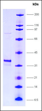 RNA Polymerase II, RPB12 subunit, GST tagged human recombinant, expressed in E. coli, &#8805;80% (SDS-PAGE)