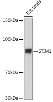 Anti-STIM1 Antibody, clone 1Z7E3, Rabbit Monoclonal