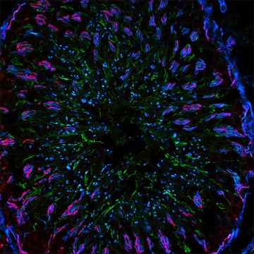 Anti-Rabbit IgG (H+L), F(ab&#8242;)2 fragment, CF&#8482;488A antibody produced in goat ~2&#160;mg/mL, affinity isolated antibody, buffered aqueous solution