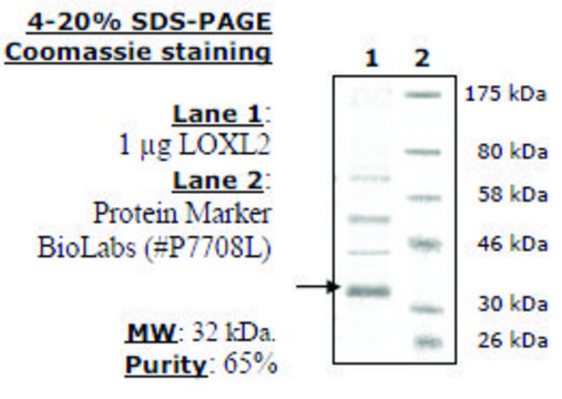 Lysyl Oxidase-like 2 (LOXL2) FLAG-tag (Sf9-derived) human recombinant, expressed in baculovirus infected insect cells, &#8805;65% (SDS-PAGE)