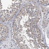 Anti-PCLO antibody produced in rabbit Prestige Antibodies® Powered by Atlas Antibodies, affinity isolated antibody, buffered aqueous glycerol solution