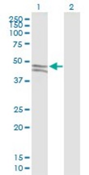 Anti-SIRPB2 antibody produced in mouse IgG fraction of antiserum, buffered aqueous solution