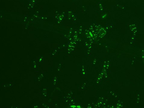 FITC labeled vancomycin for fluorescent microbial imaging