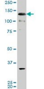 ANTI-ABL2 antibody produced in mouse clone 3E4, purified immunoglobulin, buffered aqueous solution