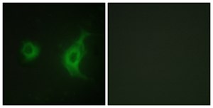 Anti-KIF20A antibody produced in rabbit affinity isolated antibody