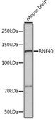 Anti-RNF40 Antibody, clone 8I7R5, Rabbit Monoclonal