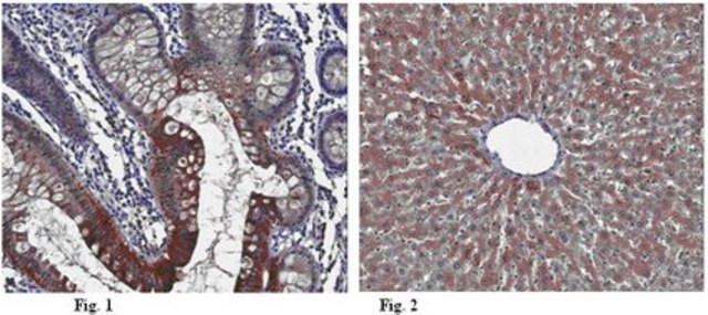 Anti-Viperin Antibody, clone MaP.VIP clone MaP.VIP, from mouse