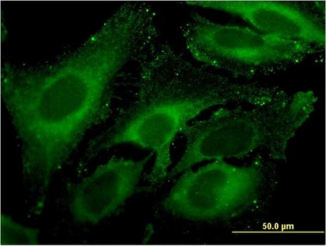 Monoclonal Anti-CPA4 antibody produced in mouse clone 1F4, purified immunoglobulin, buffered aqueous solution