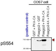 Anti-phospho RasGRP2 (Ser554) from rabbit