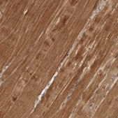 Anti-HBS1L antibody produced in rabbit Prestige Antibodies® Powered by Atlas Antibodies, affinity isolated antibody, buffered aqueous glycerol solution, ab2