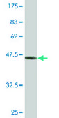 Monoclonal Anti-ASF1B antibody produced in mouse clone 1B12, purified immunoglobulin, buffered aqueous solution