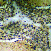 Anti-phospho-TOB1 (pSer164) antibody produced in rabbit affinity isolated antibody