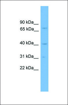 Anti-ATXN3, (N-terminal) antibody produced in rabbit affinity isolated antibody