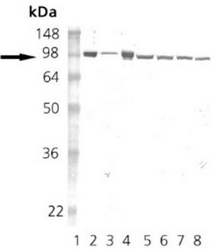 Anti-Hsp90 Rat mAb (16F1) liquid, clone 16F1, Calbiochem&#174;