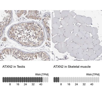 Anti-ATXN2 antibody produced in rabbit Prestige Antibodies&#174; Powered by Atlas Antibodies, affinity isolated antibody, buffered aqueous glycerol solution, Ab1