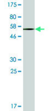 Monoclonal Anti-EPHA7, (C-terminal) antibody produced in mouse clone 1G11, ascites fluid