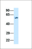 Anti-FYN antibody produced in rabbit affinity isolated antibody