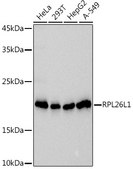 Anti-RPL26L1 Antibody, clone 6O4H9, Rabbit Monoclonal