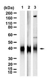 Anti-CD40 Antibody, clone 2E20 ZooMAb® Rabbit Monoclonal recombinant, expressed in HEK 293 cells