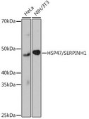 Anti-HSP47/SERPINH1 antibody produced in rabbit