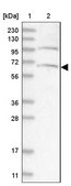 Anti-ARMC8 antibody produced in rabbit Prestige Antibodies® Powered by Atlas Antibodies, affinity isolated antibody, buffered aqueous glycerol solution