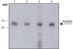 Anti-FLVCR1 antibody, Mouse monoclonal clone FL-58, purified from hybridoma cell culture