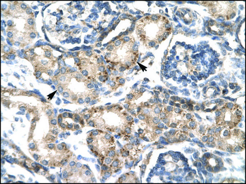 Anti-RGS20 (AB1) antibody produced in rabbit IgG fraction of antiserum