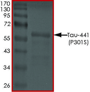 TAU-441 (P301S) Protein recombinant