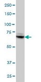 Monoclonal Anti-TBX3 antibody produced in mouse clone 8H3, purified immunoglobulin, buffered aqueous solution