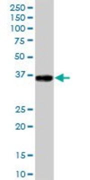 Anti-GLT1D1 antibody produced in mouse IgG fraction of antiserum, buffered aqueous solution