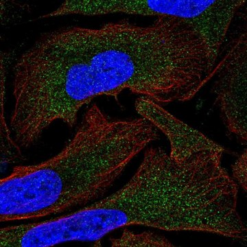 Anti-MOV10 antibody produced in rabbit Prestige Antibodies&#174; Powered by Atlas Antibodies, affinity isolated antibody