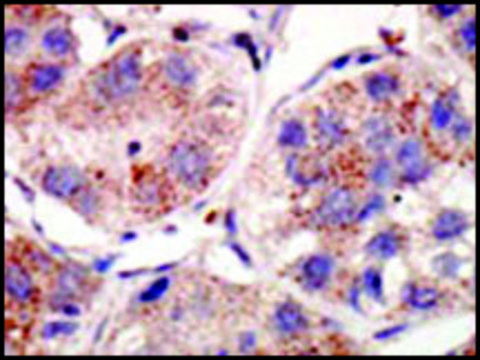 Anti-SUMO3 (C-term P94) antibody produced in rabbit IgG fraction of antiserum, buffered aqueous solution