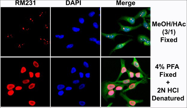 Anti-5-Methylcytosine antibody, Rabbit monoclonal recombinant, expressed in HEK 293 cells, clone RM231, purified immunoglobulin